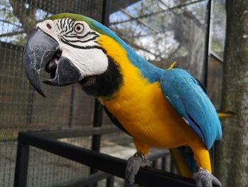 Close-up of parrot perching on wood