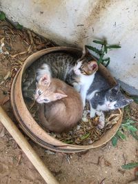 High angle view of cats resting