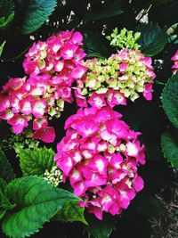 Close-up of pink rose flowers