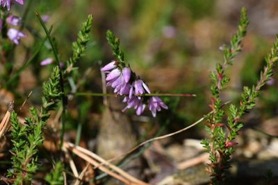 Close-up of purple flower