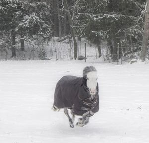 Dog standing on snow covered field