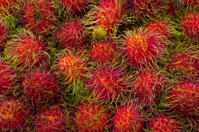 Full frame shot of rambutans