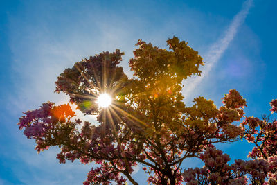 Low angle view of sunlight streaming through tree