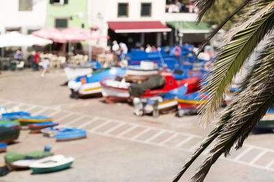 Camara de lobos port  , madeira island , focus in palm tree