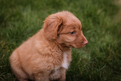 Close-up of a dog on field