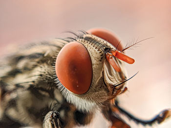 Close-up of fly