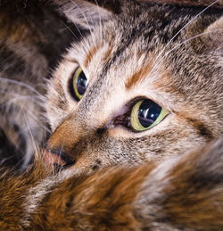 Close-up portrait of a cat