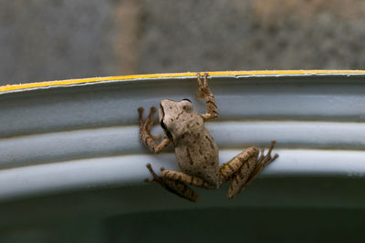 Close-up of insect on rope