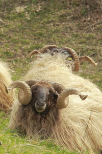 Portrait of sheep on field