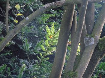 Close-up of tree trunk