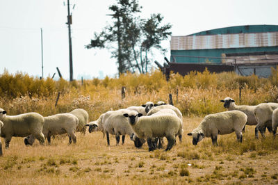 Sheep grazing in a field