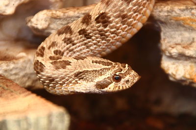 Close-up of a lizard