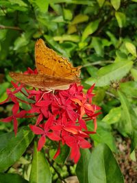 Close-up of butterfly on orange flower