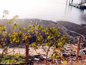 Plants growing in water