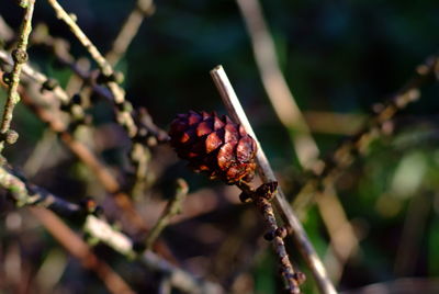 Close-up of plant