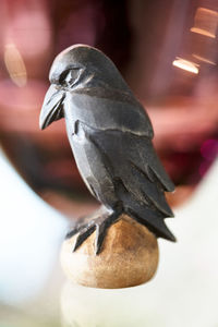 Close-up of a bird