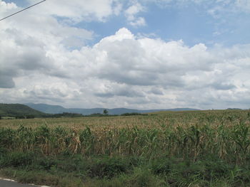 Scenic view of agricultural field against sky