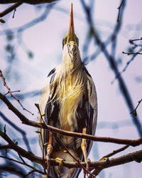 Low angle view of heron perching on branch