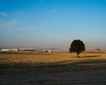 Scenic view of agricultural field against clear sky