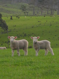 Sheep standing on grassy field