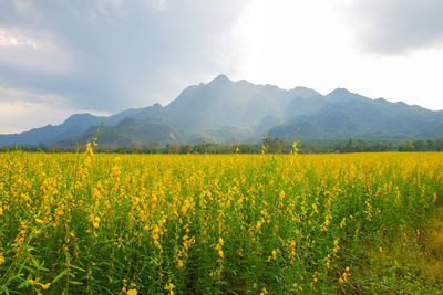 Scenic view of oilseed rape field against sky