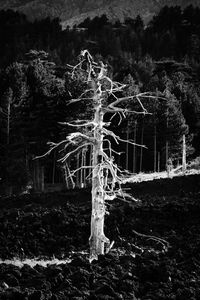 Trees on field in forest