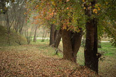 Trees in autumn