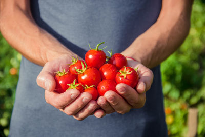 Midsection of man holding tomatoes