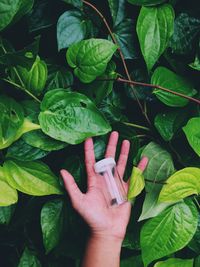 Close-up of hand holding leaves