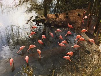 High angle view of birds in water