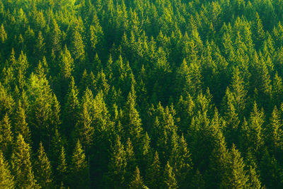 High angle view of pine trees in forest