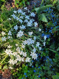 High angle view of white flowering plant on field