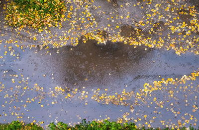 Full frame shot of water drops on yellow flowers