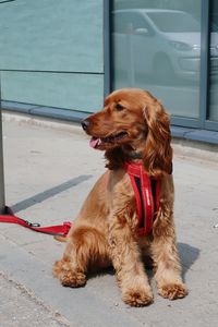 Dog looking away while sitting on floor