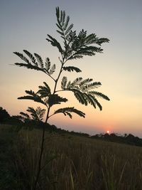 Tree on field against sky at sunset