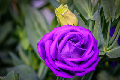 Close-up of purple rose