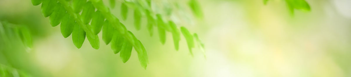 Close-up of fresh green leaves on field