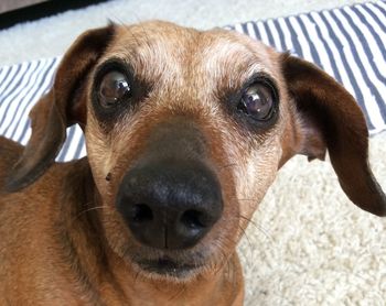 Close-up portrait of dog