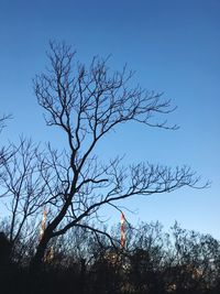 Low angle view of silhouette bare tree against clear blue sky