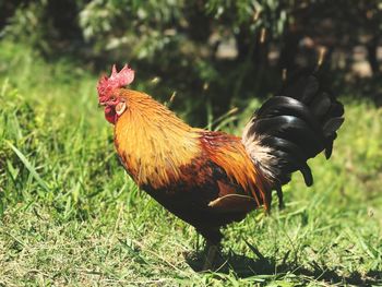 Close-up of rooster on field