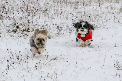 Dog running on snow covered landscape