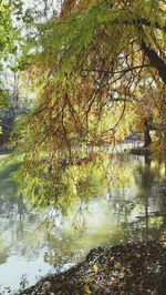 Trees by lake