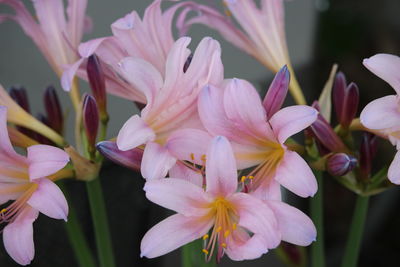 Close-up of pink flowers