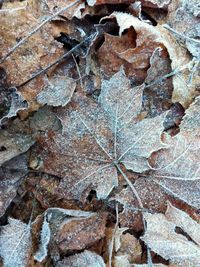 Full frame shot of dry leaves during winter