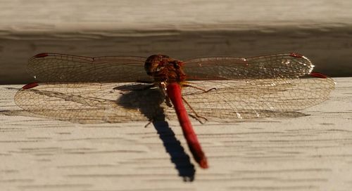 Close-up of wooden plank