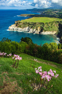 High angle view of flowering plants by sea against sky