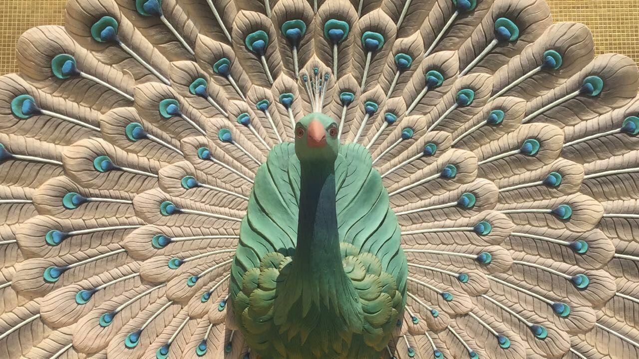 CLOSE-UP OF PEACOCK ON THE SURFACE