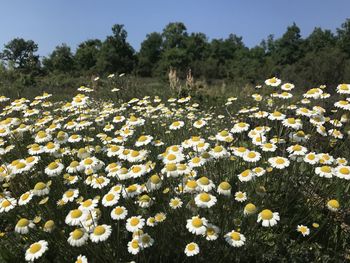 View of daisies on field against sky