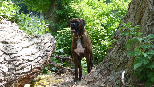 Boxer standing by trees at field