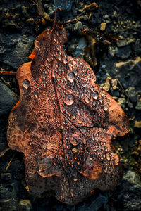 High angle view of dry leaf on rock